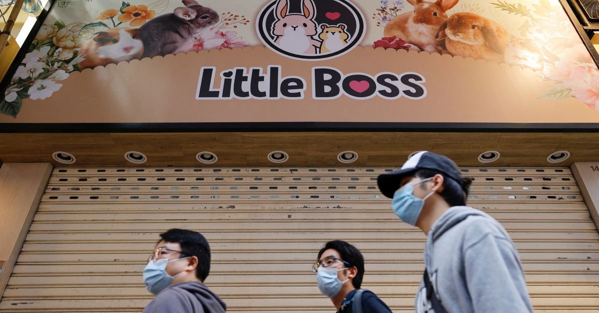 Thousands in Hong Kong volunteer to adopt hamsters amid COVID-19 fears