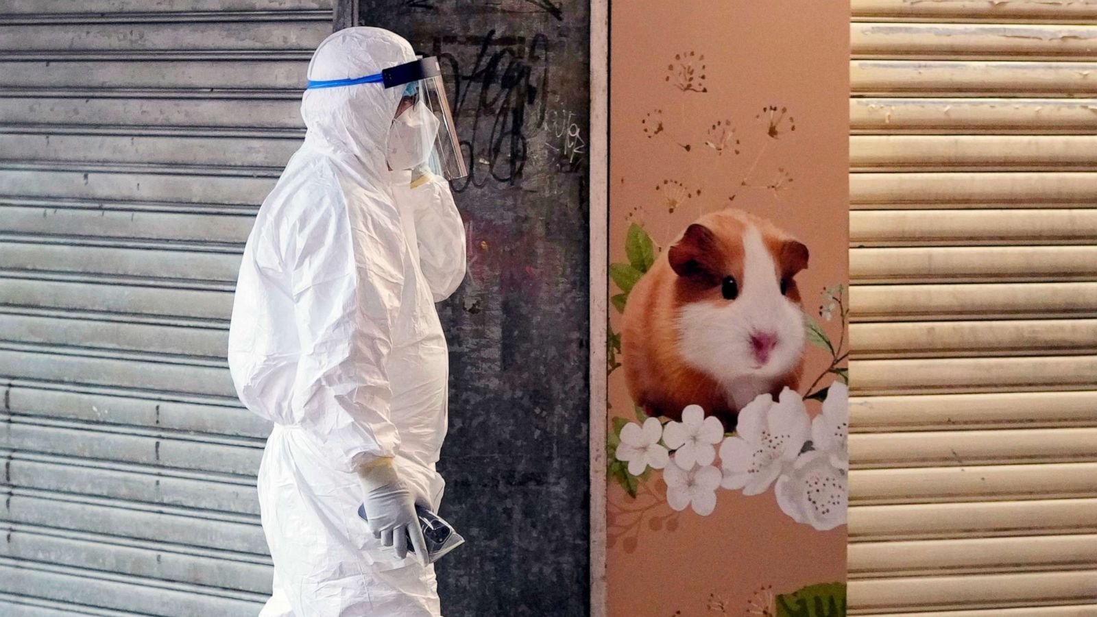 COVID-19 live updates: City to cull 2,000 small animals after hamsters test positive